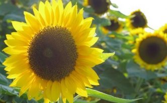 简单介绍向日葵的特点 附：向日葵为什么向着太阳