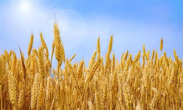 割麦最佳的季节是多久呢，附2022年收割时间表