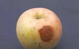 烂苹果挖掉还能吃吗 秒懂：关于烂苹果的知识必看