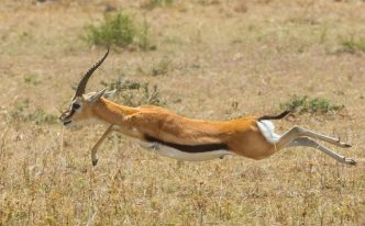 什么动物跑得最快前十名  必看：地球上速度最快的10大动物