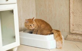 豆腐猫砂堵住厕所如何疏通「新手必看：猫砂把厕所堵住的疏通办法」