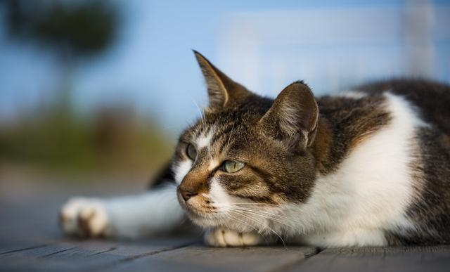 猫得了黄疸以后能活多久啊，猫咪患黄疸的注意事项