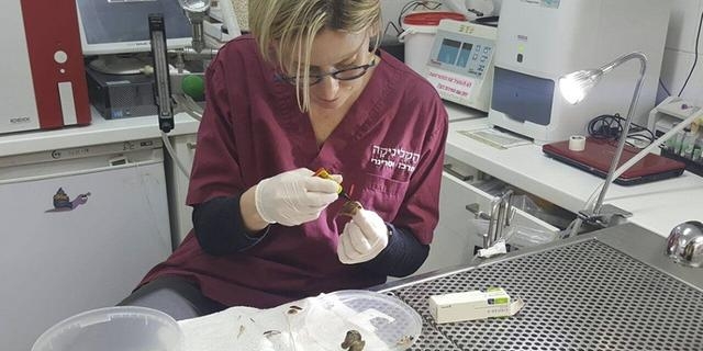 蜗牛壳碎了怎么抢救呢，蜗牛断壳再植手术过程