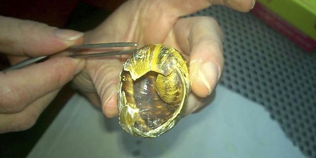 蜗牛壳碎了怎么抢救呢，蜗牛断壳再植手术过程