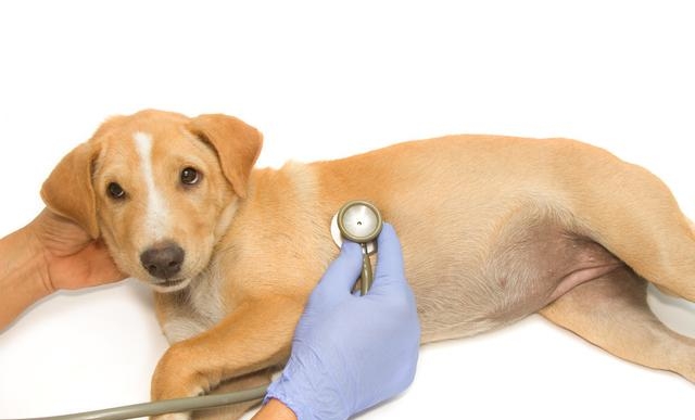 狗狗腹部有个软瘤子怎么办，腹股沟疝是如何形成的