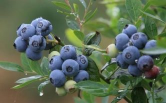 哪种蓝莓最甜最好吃「推荐这6种蓝莓甜口感好」