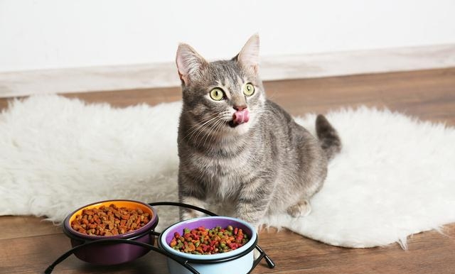 猫不爱吃东西是什么原因，猫咪不爱吃饭的7个原因