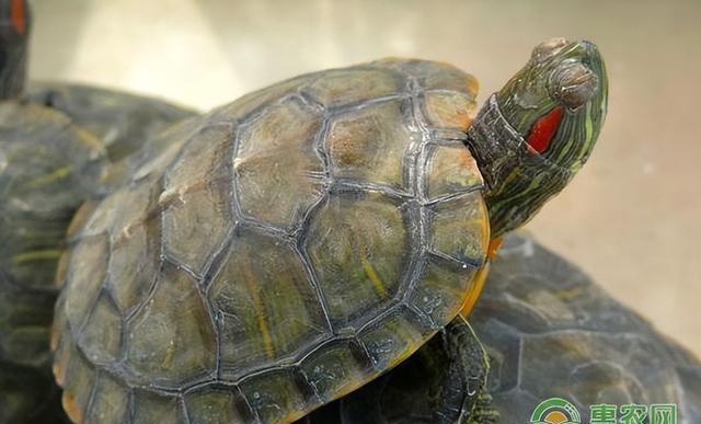 乌龟肠胃炎多久会死啊，乌龟肠胃炎的症状及治疗方法