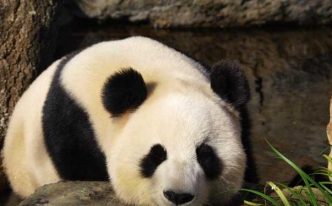 大熊猫的生活方式和特点「附：大熊猫的生活习性简介」