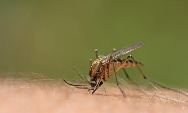 蚊子为什么要吸血，蚊子吸血的2种因素