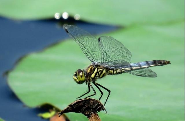 蜻蜓咬人有毒吗，蜻蜓种类与习性介绍