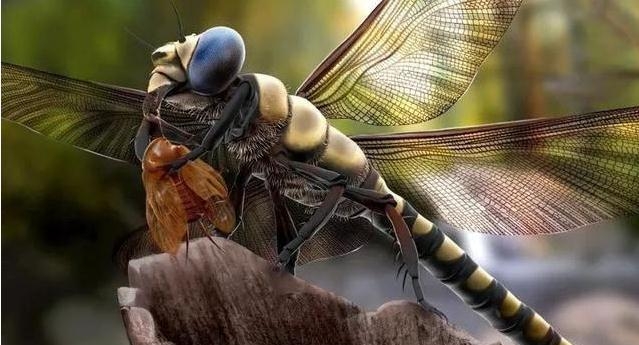 蜻蜓咬人有毒吗，蜻蜓种类与习性介绍