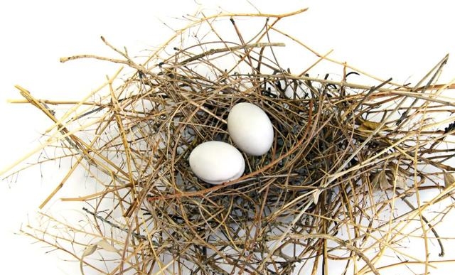 一个鸽子蛋顶几个鸡蛋，透明鸽蛋营养可能还更低