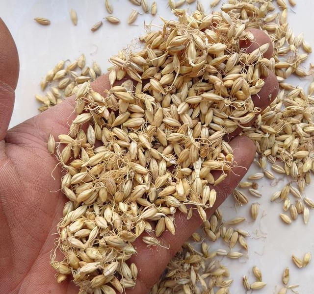 麦芽粉的功效与作用是什么，麦芽的功效及治疗解读