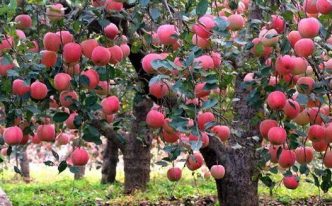 苹果开花期是几月份 必看：苹果树花后病虫害防治要点