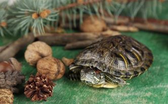 乌龟吃啥家常食物 附：乌龟的习性及喂食方法