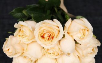 香槟玫瑰寓意和花语是什么 推荐香槟色玫瑰的寓意和象征