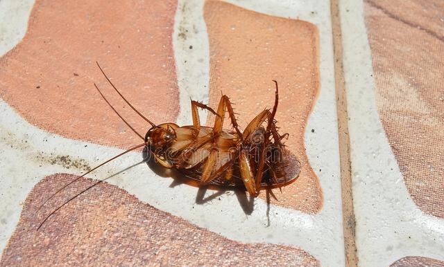 床上有蟑螂是什么原因呢，防治蟑螂爬到床上的方法