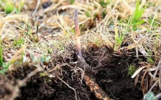 鲜虫草的功效与食用方法分享 附：冬虫夏草正确食用方法