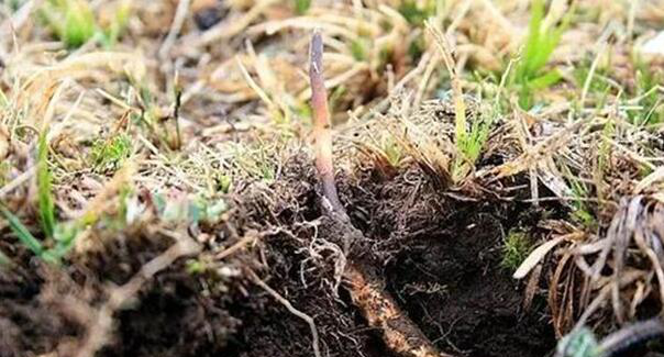 鲜虫草的功效与食用方法分享，冬虫夏草正确食用方法