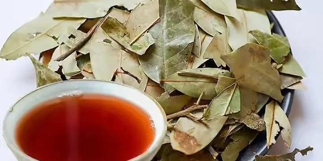 老鹰茶的功效和作用有哪些，科普关于老鹰茶的知识