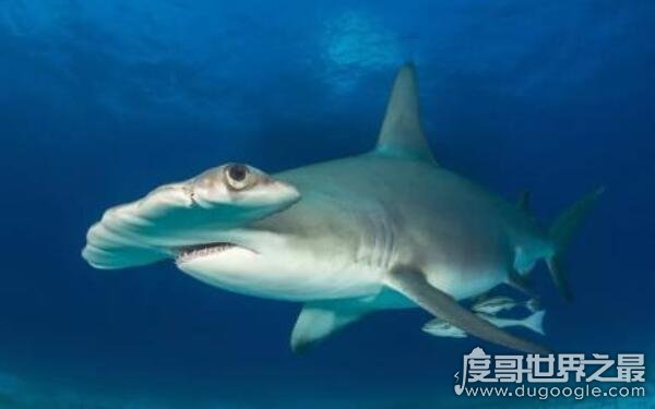 十眼鲨鱼凶猛图片