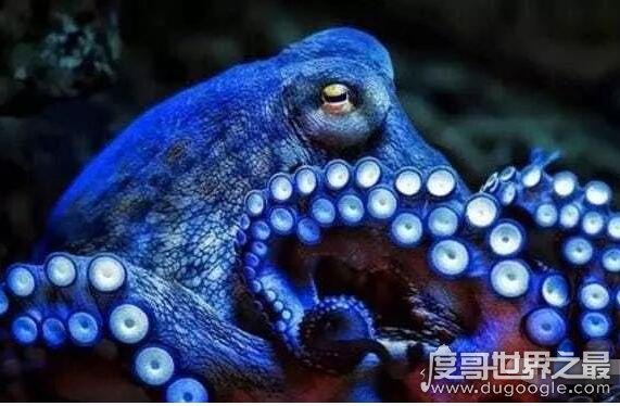 章鱼的血液,章鱼的血液是蓝色的