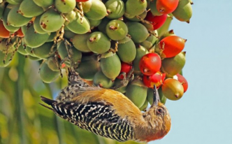 啄木鸟特点和本领：具有非凡的身体韧性和爬树能力