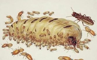 蚁群中的蚁后是如何诞生的 附：蚁群怎么选出蚁后