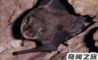 世界上最可怕的蝙蝠 以及世界五大恐怖蝙蝠排名