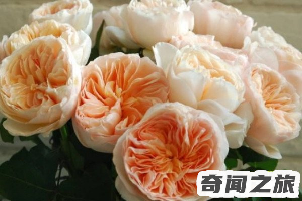 朱丽叶玫瑰花一朵多少钱曾拍卖出300万英镑的高价,花语为守护的爱