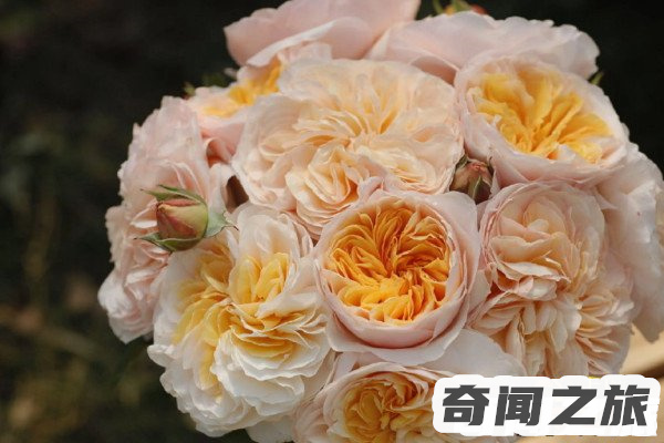 朱丽叶玫瑰花一朵多少钱曾拍卖出300万英镑的高价,花语为守护的爱