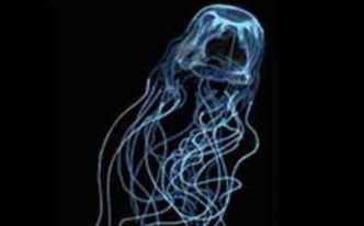世界上毒性最强的水母，澳洲方水母每一条触须都布满了储存毒液的刺细胞