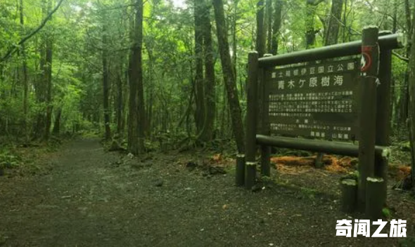 日本自杀森林恐怖吗,自杀森林死了多少人