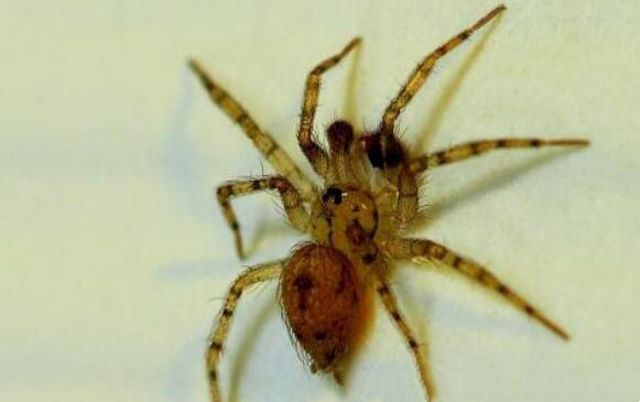 世界上最大的蜘蛛,狼蛛体长可以达到2.5公分