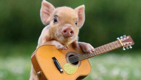 世界上最小的猪微型猪比猫狗都小