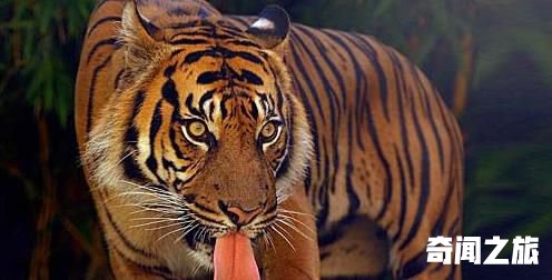 已灭绝的世界上最小的老虎巴厘虎,雄性虎体长约2.2至2.3米