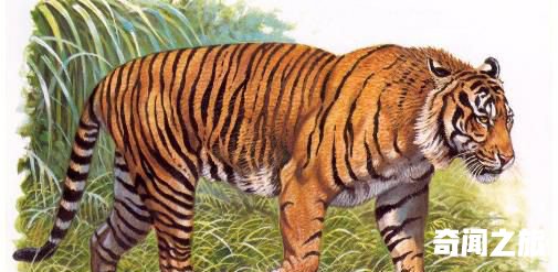 已灭绝的世界上最小的老虎巴厘虎,雄性虎体长约2.2至2.3米