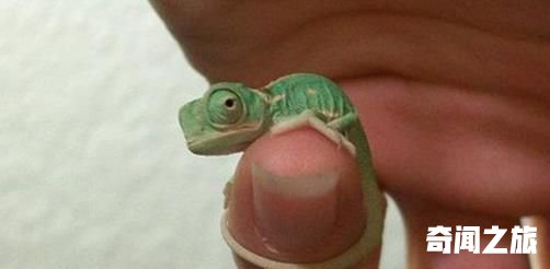 世界上最小的变色龙,迷你变色龙比人指甲盖都要小