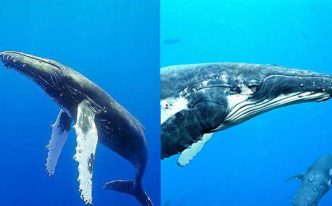 南露脊鲸外貌特征 秒懂：背部没有背鳍，且头上的硬茧面积更大